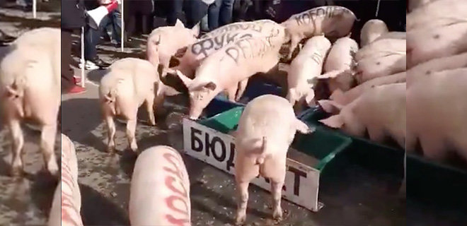 В Киеве возле Житнего рынка выпустили свиней - с фамилиями на боках 4