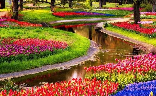 Миллионы тюльпанов зацвели в Нидерландах