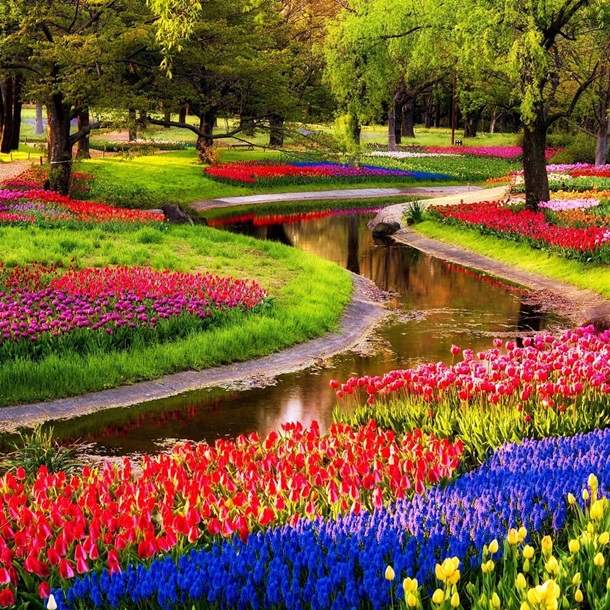 Миллионы тюльпанов зацвели в Нидерландах 1