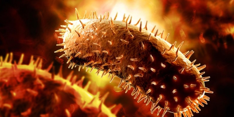 Собака, искусавшая вчера в Николаеве 5 человек, умерла. Результаты анализа на бешенство пока не известны