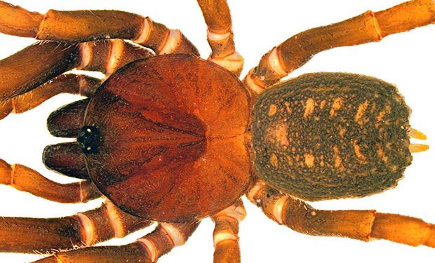 Новый вид пауков назвали в честь штурмовиков из «Звездных войн»