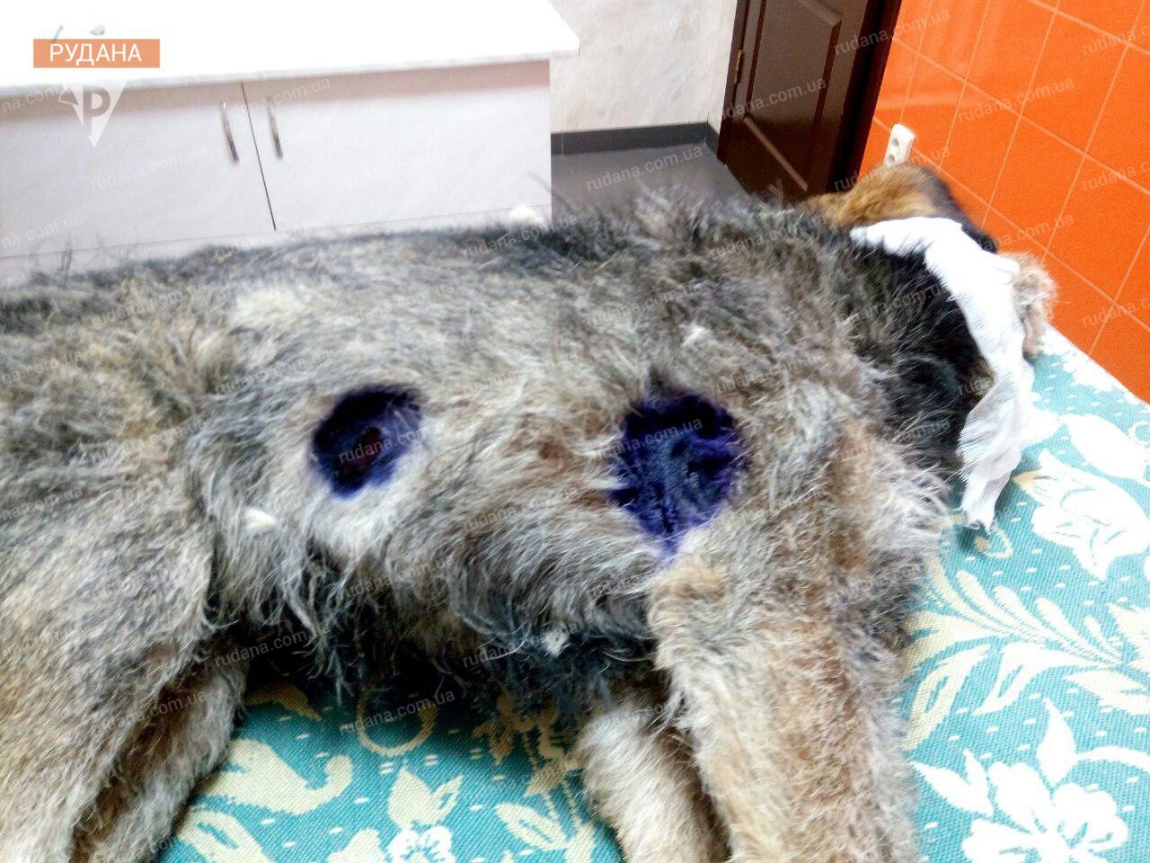 В Кривом Роге полицейский наколол на вилы собаку и бросил в костер