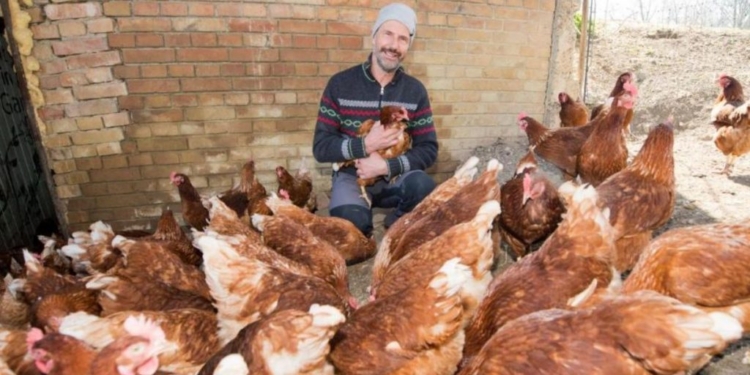 На юго-западе Германии можно взять в аренду… курицу-несушку