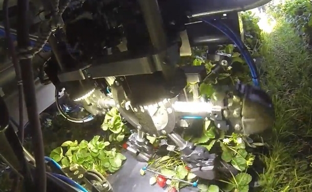 Даже имя у него вкусное – Berry: в США создали робота, который собирает клубнику