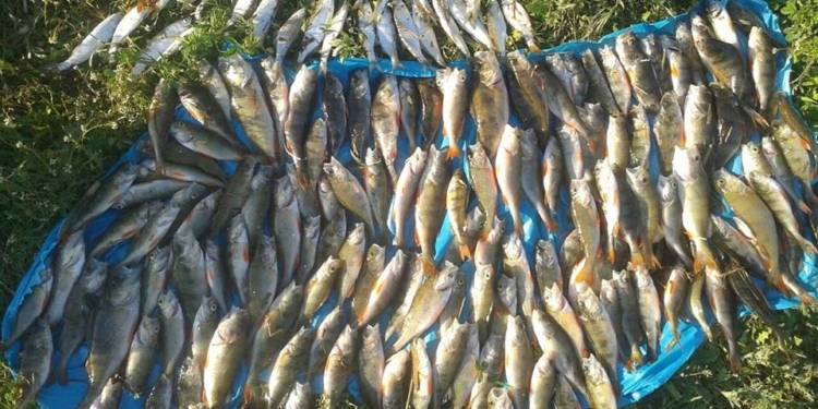 На Николаевщине задержали браконьера, который «пауком» наловил 7 кг молоди окуня и краснокнижной шемаи