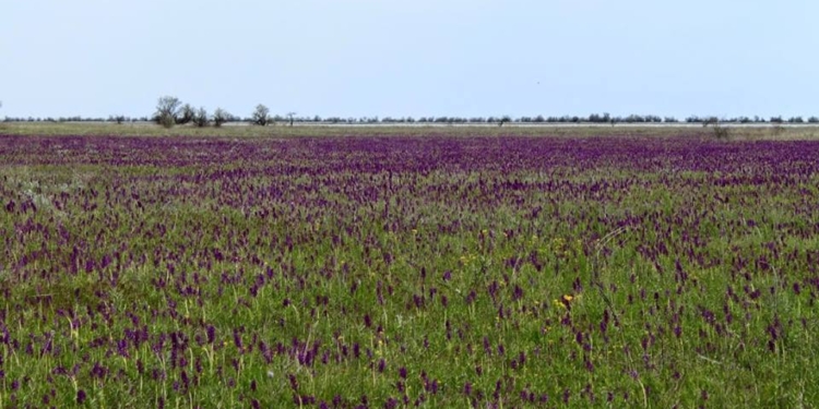 Прокуратура пытается вернуть государству еще один участок орхидного поля на Кинбурне через суд