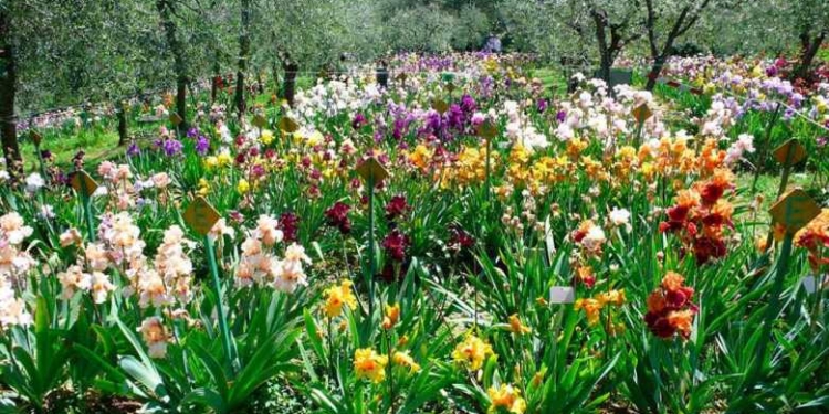 В итальянской Флоренции открылся  Giardino dell’Iris – сад ирисов