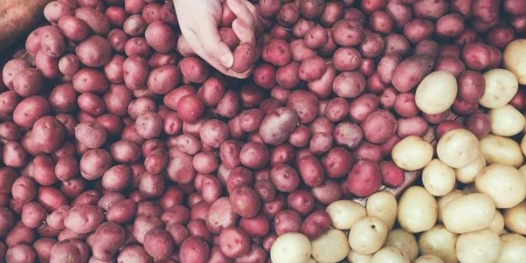 Килограмм картошки за 200 евро: в Дании собрали и продали первый в этом году урожай органического картофеля