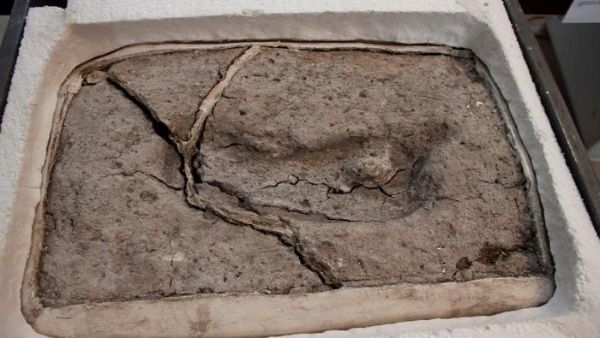 Древнейший след человека в Америке обнаружили ученые в Чили 1