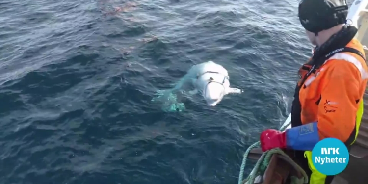 Норвежские рыбаки поймали «шпионку» – белуху с камерой GoPro и обвесом с надписью “оборудование Санкт-Петербурга”