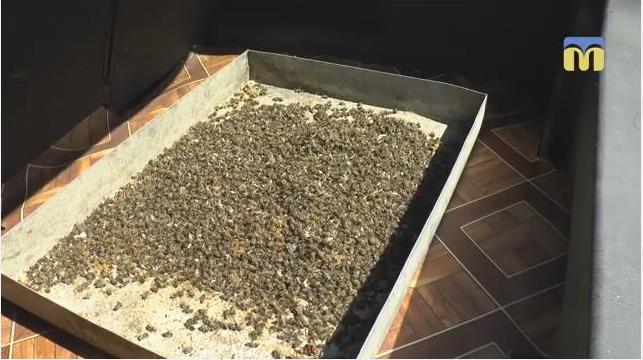 В Витовском районе Николаевщины погибли пчелы – пасечник винит фермеров 1