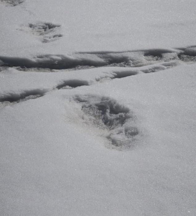 Армия Индии в своем твиттере заявила, что нашла следы снежного человека 3