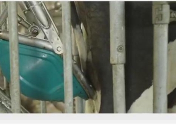 Нидерландская компания изобрела туалет для коров