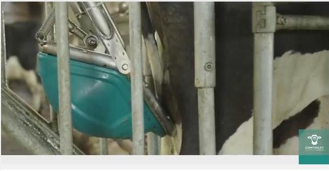 Нидерландская компания изобрела туалет для коров