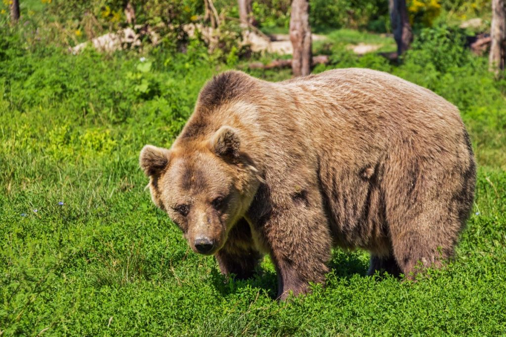 В Каталонии умер родоначальник популяции пиренейских бурых медведей 1