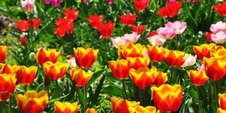 В Николаеве «Тюльпановая радуга» в 5-й раз распахнет свои двери для любящих красоту