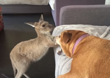 Как старая собака малыша кенгуру «жизни учила»