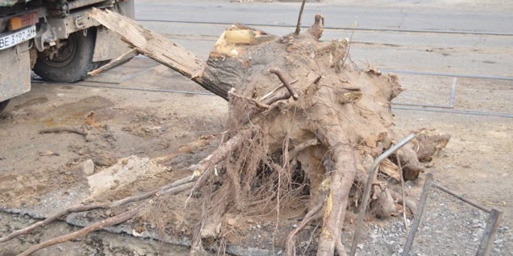 В Николаеве трубу канализационного коллектора разрушило… дерево