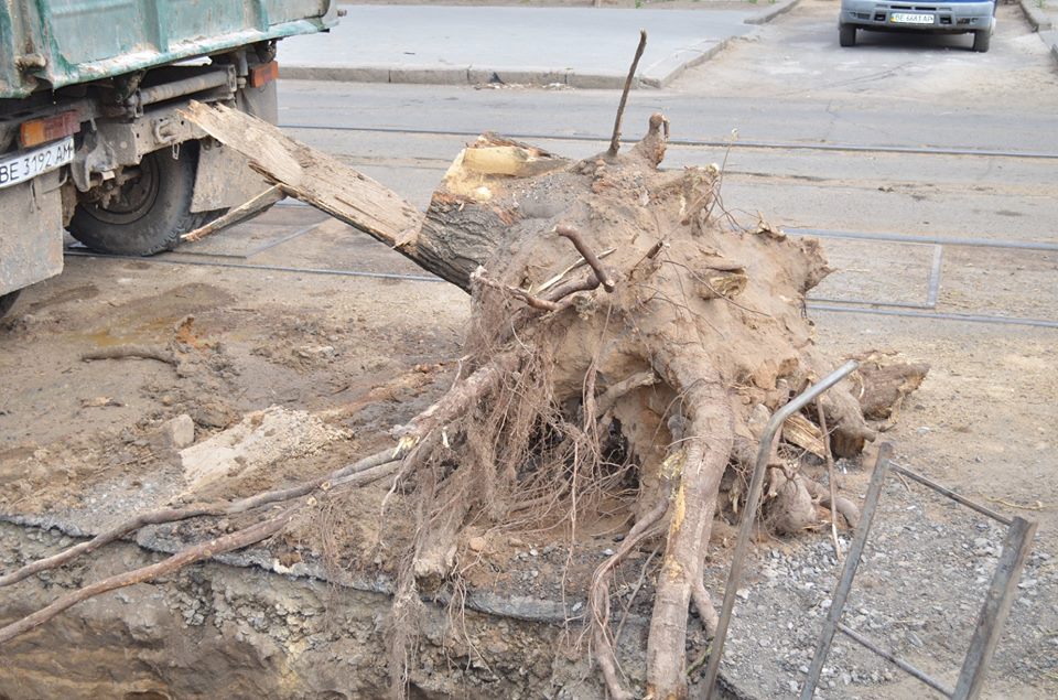 В Николаеве трубу канализационного коллектора разрушило… дерево 1