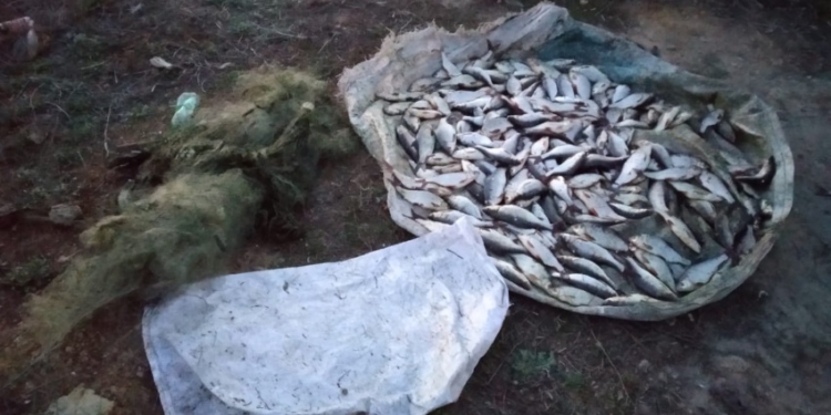 Николаевский рыбоохранный патруль поймал браконьера, выловившего 23 кг тарани, половина которой – молодь