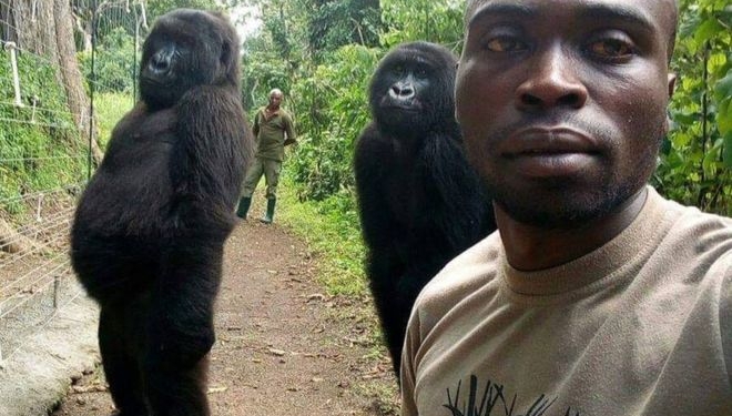 Две гориллы в Конго научились позировать для селфи