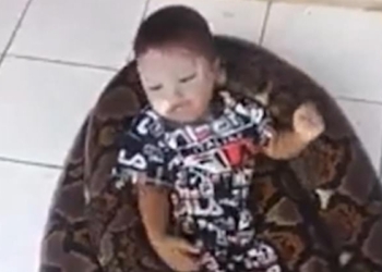 Пока он сыт. В Индонезии сняли шокирующее видео о “дружбе” огромного питона и маленького мальчика