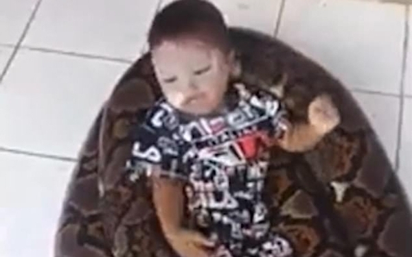 Пока он сыт. В Индонезии сняли шокирующее видео о “дружбе” огромного питона и маленького мальчика