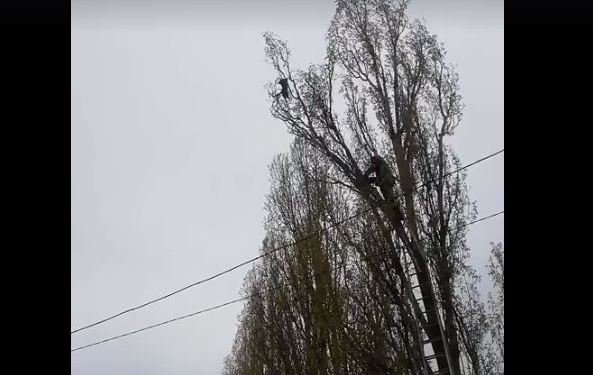 В Корабельном районе Николаева спасатели сняли с дерева кота