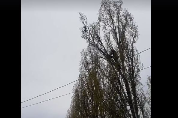В Корабельном районе Николаева спасатели сняли с дерева кота 1
