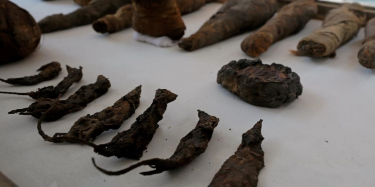 lВ Египте нашли гробницу с мумиями мышей и птиц