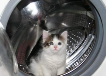 Котенок выжил после получаса стирки в стиральной машины