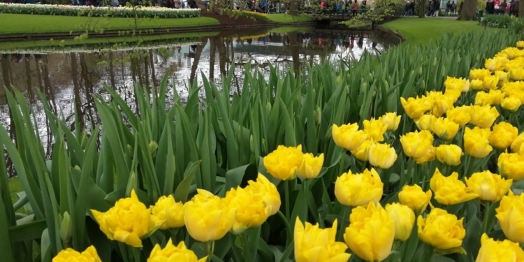 В Нидерландах состоялся один из крупнейших в мире цветочных фестивалей