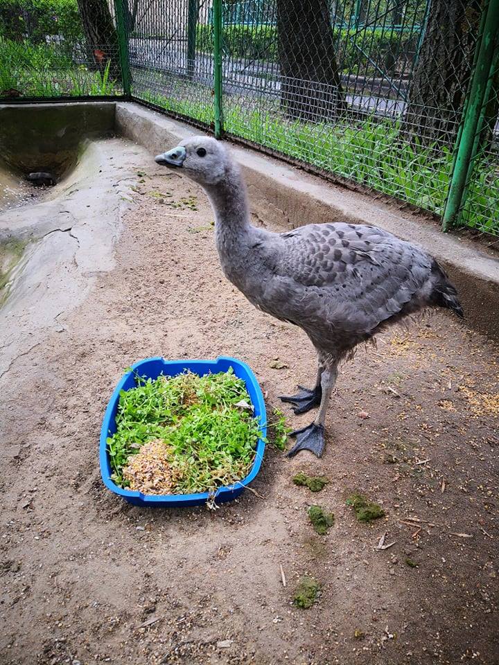 В Николаевском зоопарке впервые размножились куриные гуси 3