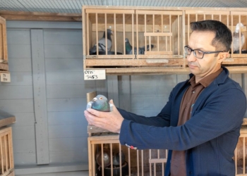 С Канарских островов в Финляндию почтовый голубь прилетел в отсеке шасси самолета