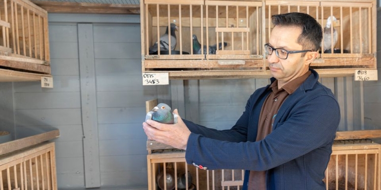 С Канарских островов в Финляндию почтовый голубь прилетел в отсеке шасси самолета