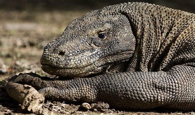 Правительство Индонезии со следующего года закроет остров Комодо для туристов – из-за краж драконов