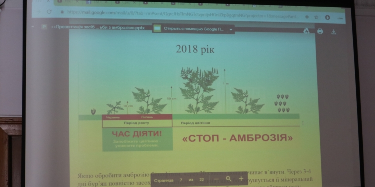 Панацея от амброзии? Мэр Николаева предлагает закупить и протестировать препарат для борьбы с растением-аллергеном