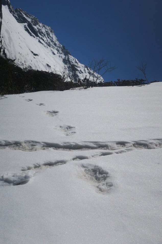 Армия Индии в своем твиттере заявила, что нашла следы снежного человека 5