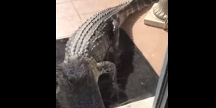 Тоже ждете гостей? К американке в дом постучался аллигатор