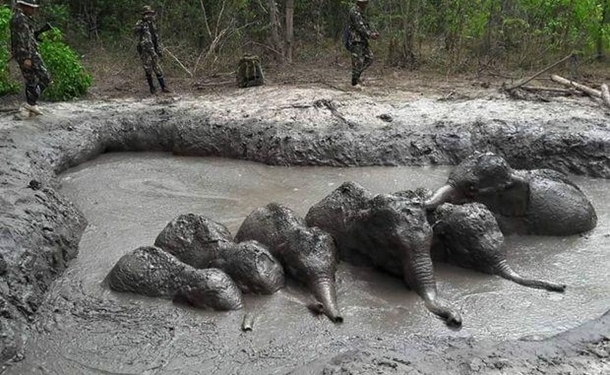 Мир бывает добрым В Таиланде провели спецоперацию для спасения застрявших в грязи слонят