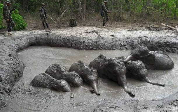 Мир бывает добрым В Таиланде провели спецоперацию для спасения застрявших в грязи слонят 1