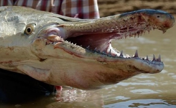 А морда крокодила. Американец поймал одну из древнейших рыб весом 77 кг