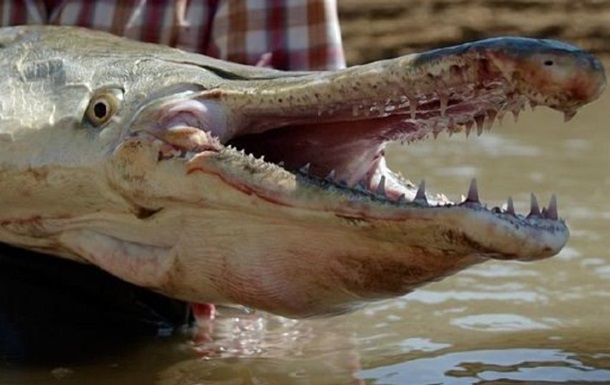 А морда крокодила. Американец поймал одну из древнейших рыб весом 77 кг 3