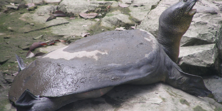 После попытки искусственного оплодотворения умерла последняя на Земле самка гигантской пресноводной черепахи