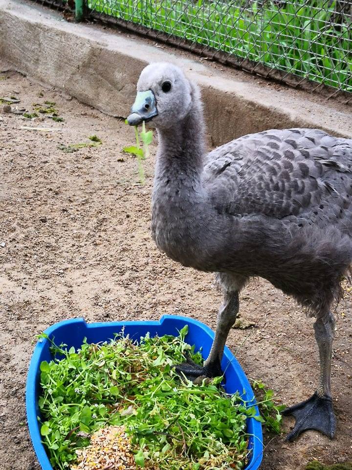 В Николаевском зоопарке впервые размножились куриные гуси 5