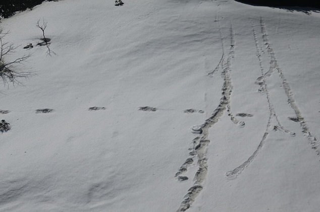 Армия Индии в своем твиттере заявила, что нашла следы снежного человека 7