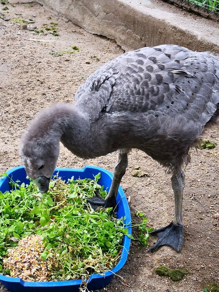 В Николаевском зоопарке впервые размножились куриные гуси 7