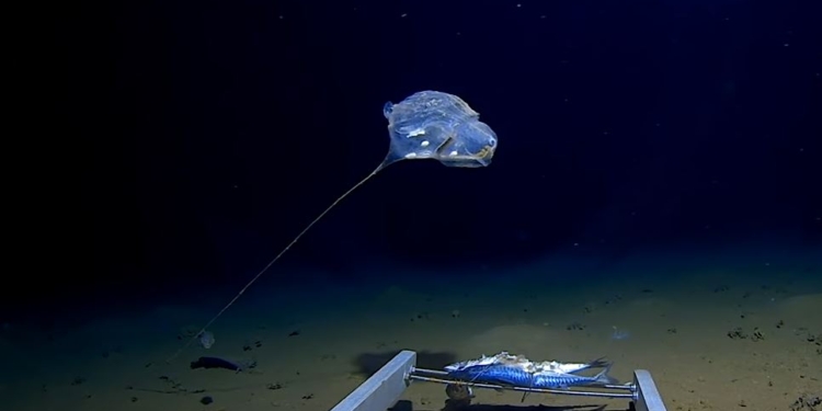 Ни на что не похоже. На дне Индийского океана обнаружили загадочное существо