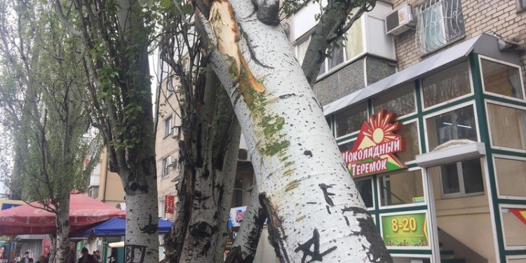 Грузовик дверью свалил дерево в центре Николаева