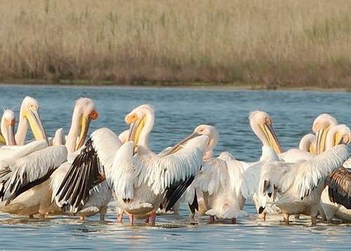 На Кинбурнскую косу прилетели пеликаны 1